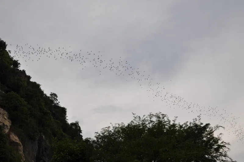 A long stream of bats emerges from a limestone cliff cave near Battambang, flying against a grey dusk sky.