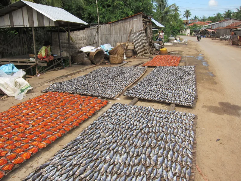 Rows of dried fish laid out on woven mats along a dirt road in a Battambang village.