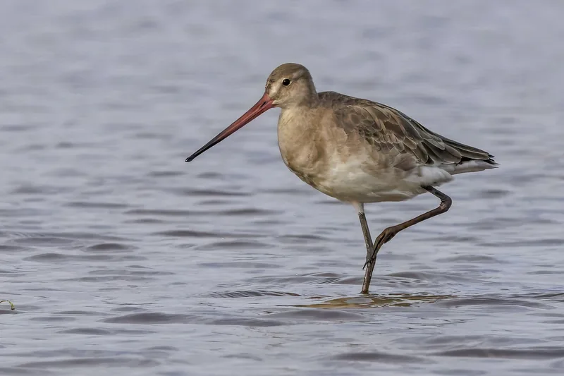 A black-tailed godwit wades through shallow water on a single leg near Siem Reap.