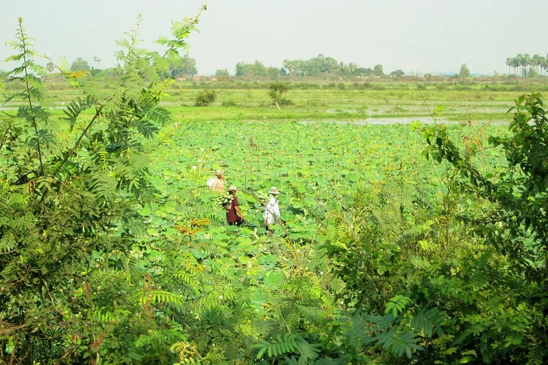 Two workers walk through a lush lotus field on the way to Tonle Sap Lake near Siem Reap.