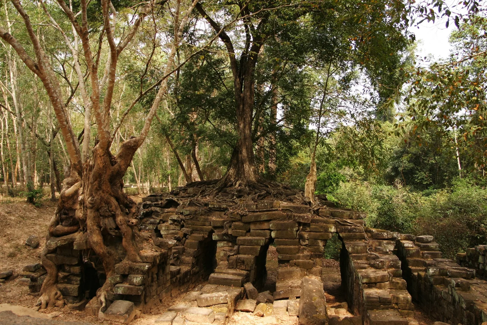 Ancient stone ruins overtaken by tree roots at Spean Thma near Siem Reap.