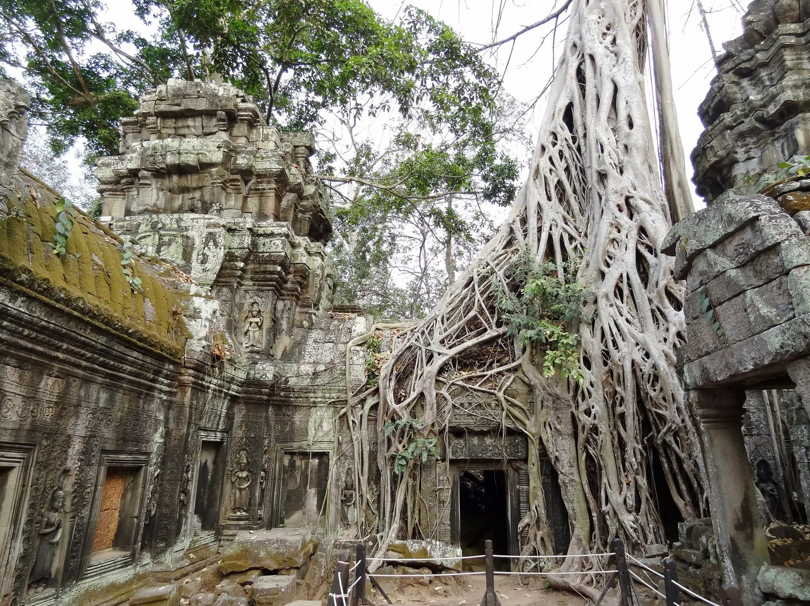 Massive tree roots engulf the ancient stone towers of Ta Prohm temple near Siem Reap.