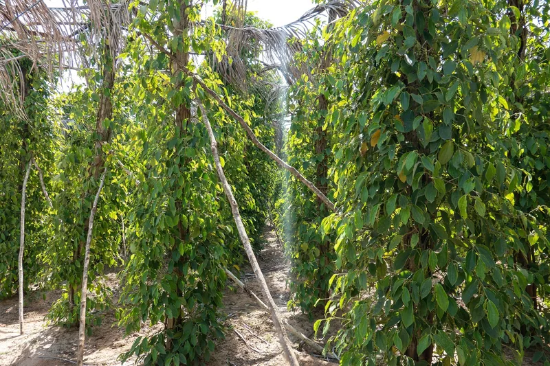Rows of pepper vines climb wooden poles at a plantation in Kampot province.