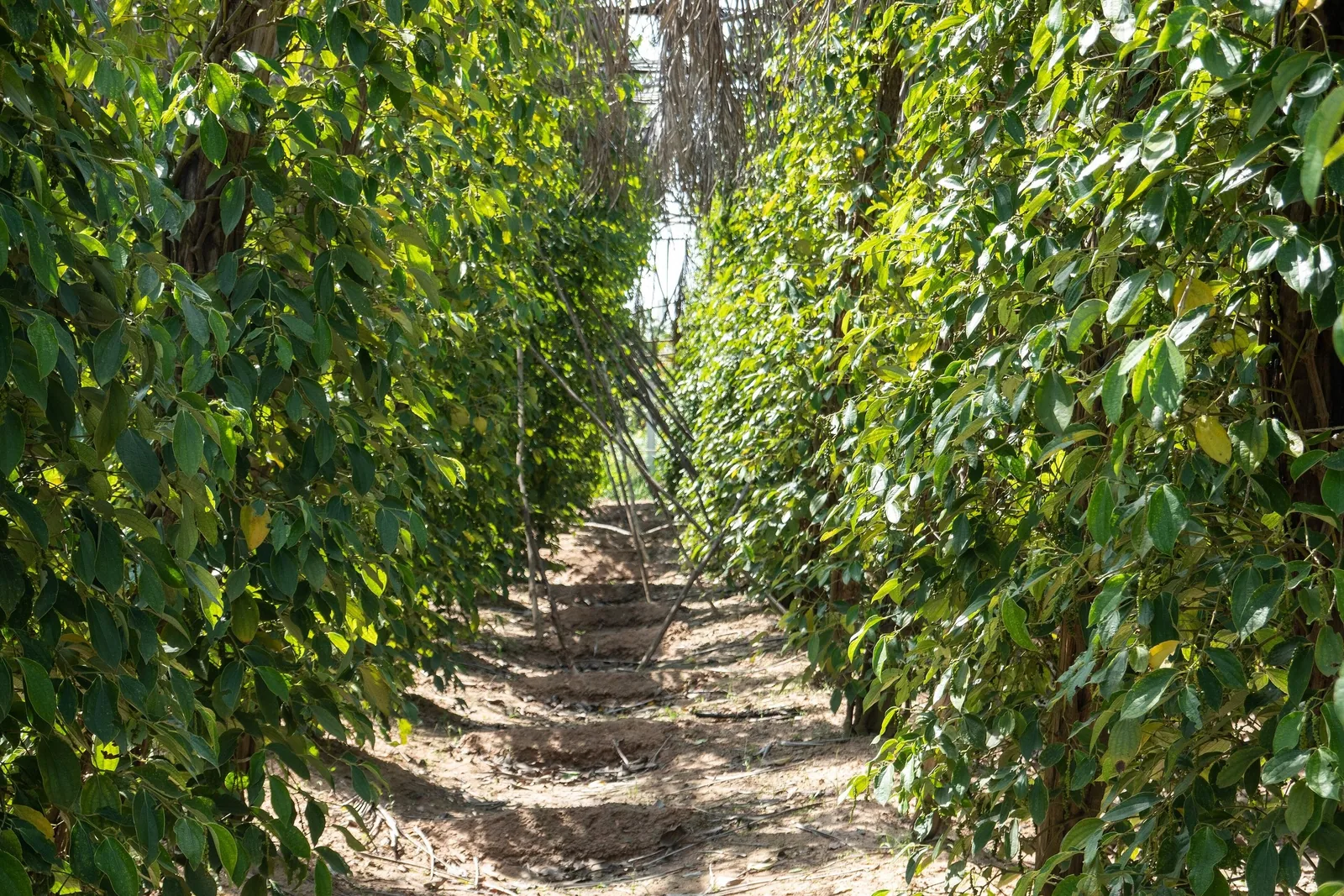 Rows of climbing pepper vines on wooden trellises line a dirt path at a pepper farm in Kampot province.