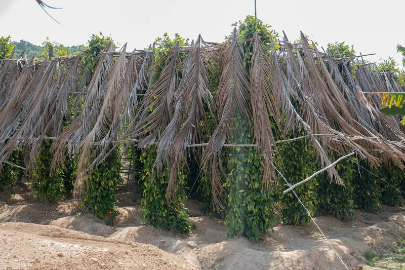 Rows of pepper vines climbing dried palm-leaf poles on a farm in Kampot province, Cambodia.