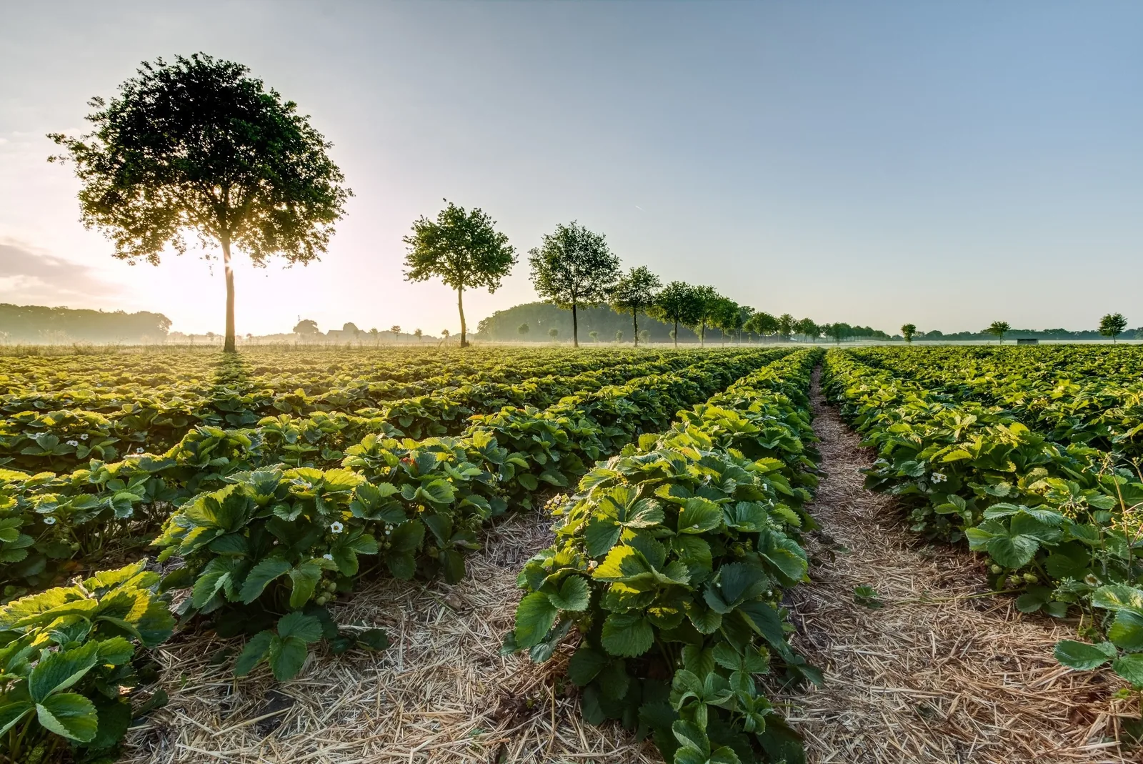 Rows of leafy crops stretch beneath a line of trees at sunrise on a farm in Kampot province.