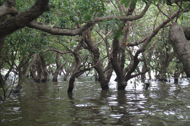 Flooded mangrove forest with twisted tree trunks rising from the calm waters of Tonle Sap Lake.