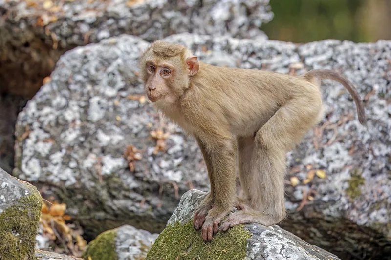 A young macaque perches on a moss-covered rock among boulders near Siem Reap.
