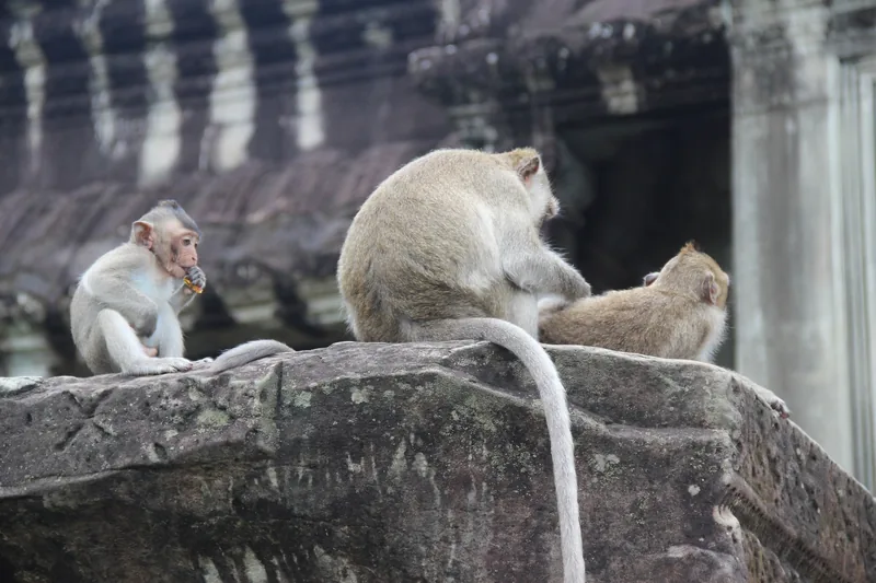 Long-tailed macaques rest and groom each other on ancient stone ruins at Angkor Wat in Siem Reap.
