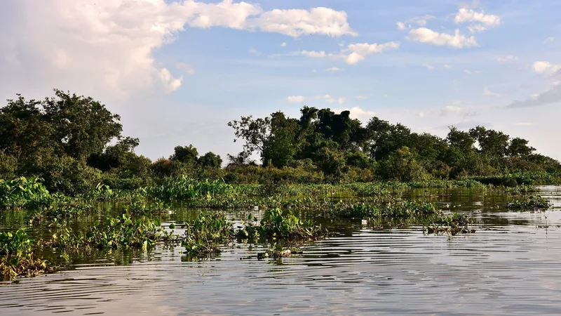 Floating vegetation and dense treeline along the water at Kampong Khleang near Siem Reap.