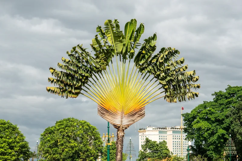 A fan-shaped traveler's palm rises above trees on the grounds of the Royal Palace in Phnom Penh.
