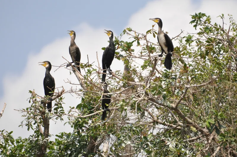 A group of great cormorants perch on bare branches atop a tree near Siem Reap.