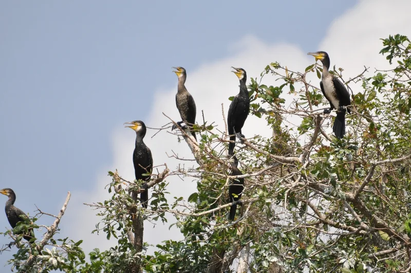 A group of great cormorants perch on bare tree branches against a blue sky near Siem Reap.